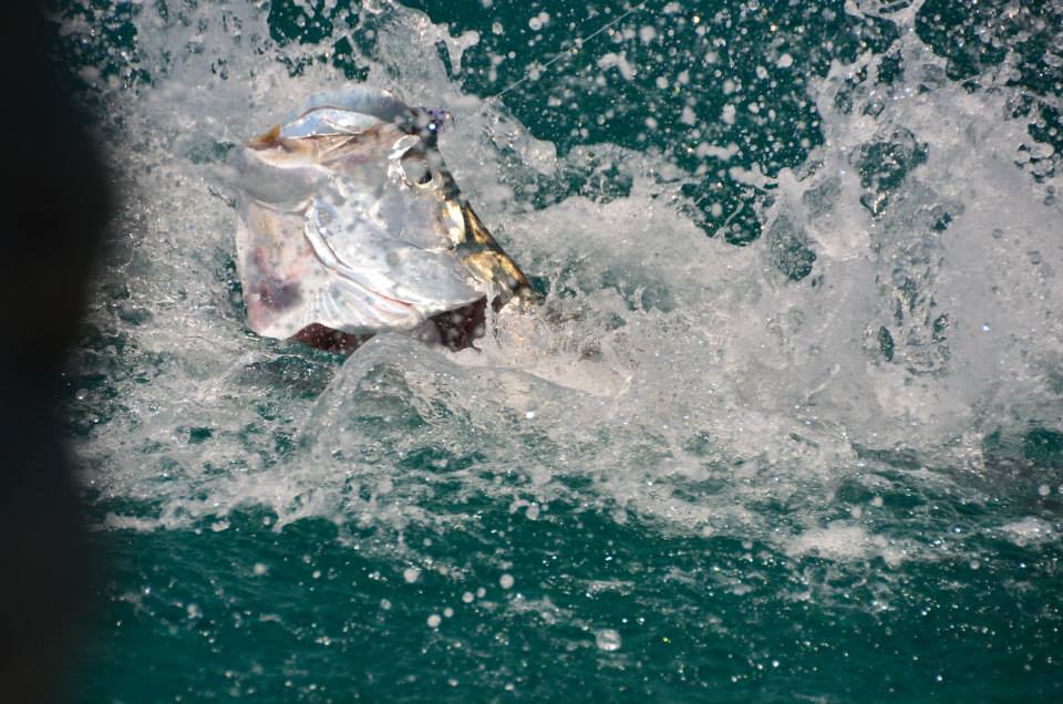 icon Holbox Tarpon, El tarpon que partio mi caÃ±a - Excursion de Pesca con Mosca para Permit y Benefish Mexico Mendoza Fly Shop - FlyFishing For Tarpon Trips