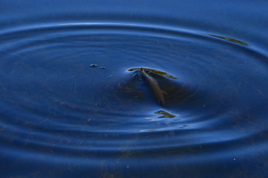 icon Fly Fishing Mendoza Reporte Estancia Quebrada del Condor