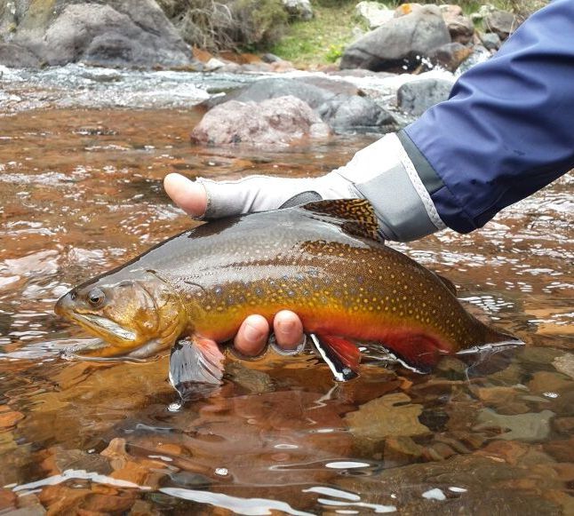 Fly Fishing Mendoza Argentina Mendoza Fly Shop