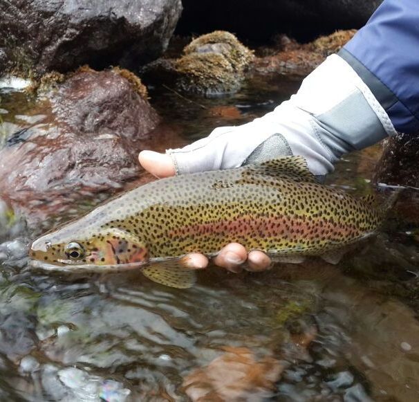 Fly Fishing Mendoza Argentina Mendoza Fly Shop